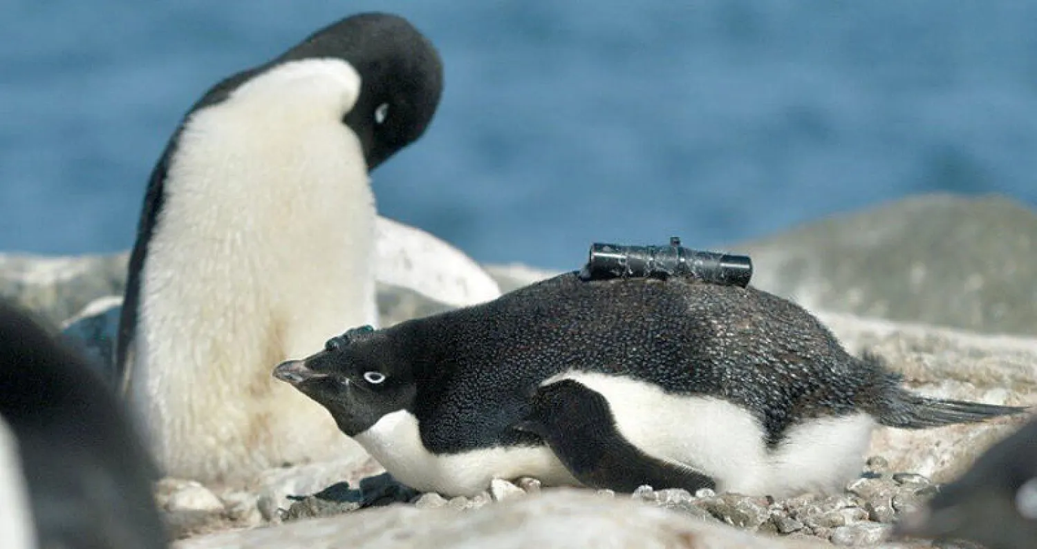 طيور البطريق «آديلي» في القارة القطبية الجنوبية