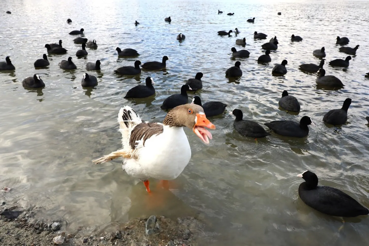 Cots and a goose looking for food at Lake Eymir in Ankara on January 17, 2019. (Photo by Adem Altan/AFP Photo)