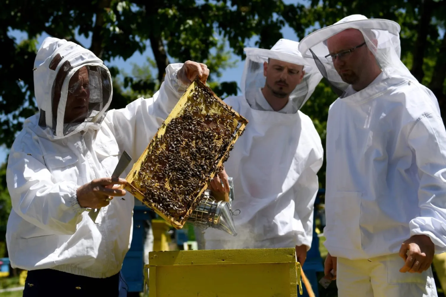 Beekeeper handles a beehive's frame covered in bees at the Morava farm, in the village of Plasa, near the city of Korca, Albania on May 13, 2020. (AFP Photo).