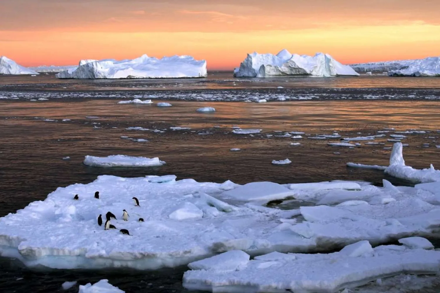 Adelie penguins stand atop ice near the French station at Dumont d’Urville in East Antarctica. Photo: Reuters