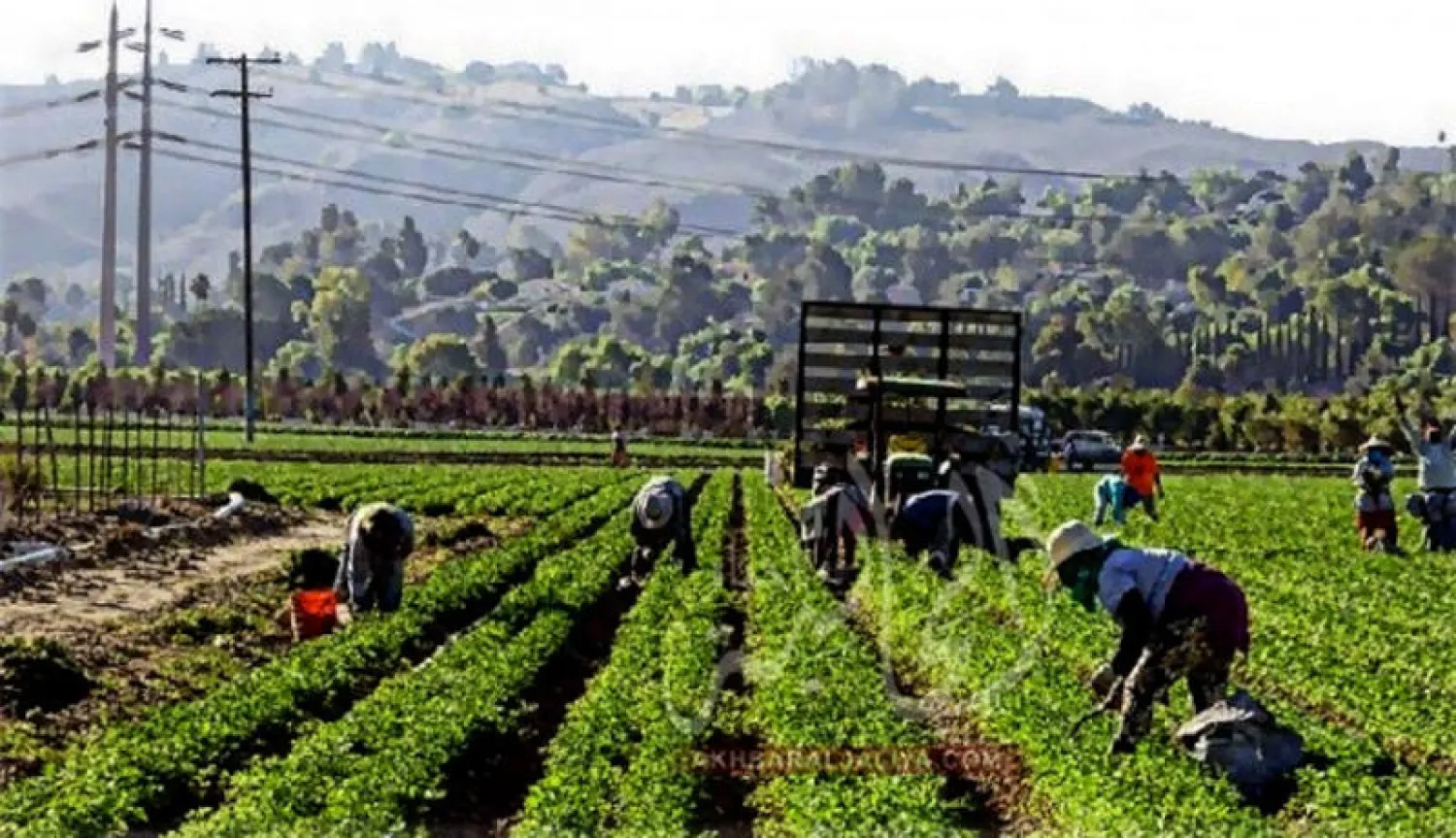 نقابة المزارعين الإيطاليين تتوقع خسارة تفوق ملياري دولار