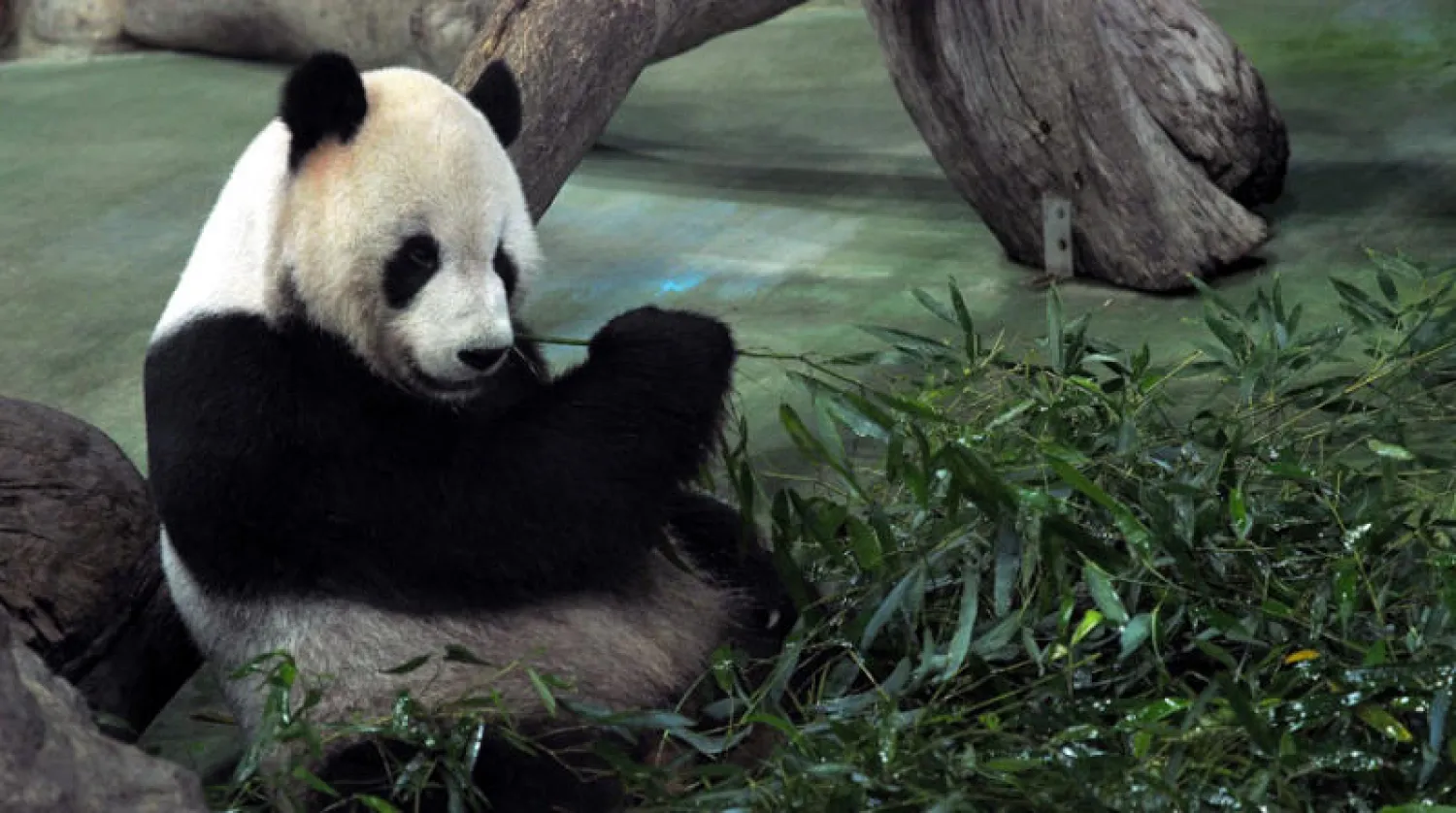 الباندا العملاقة «توان توان» في حديقة حيوان تايبيه (إ.ب.أ)