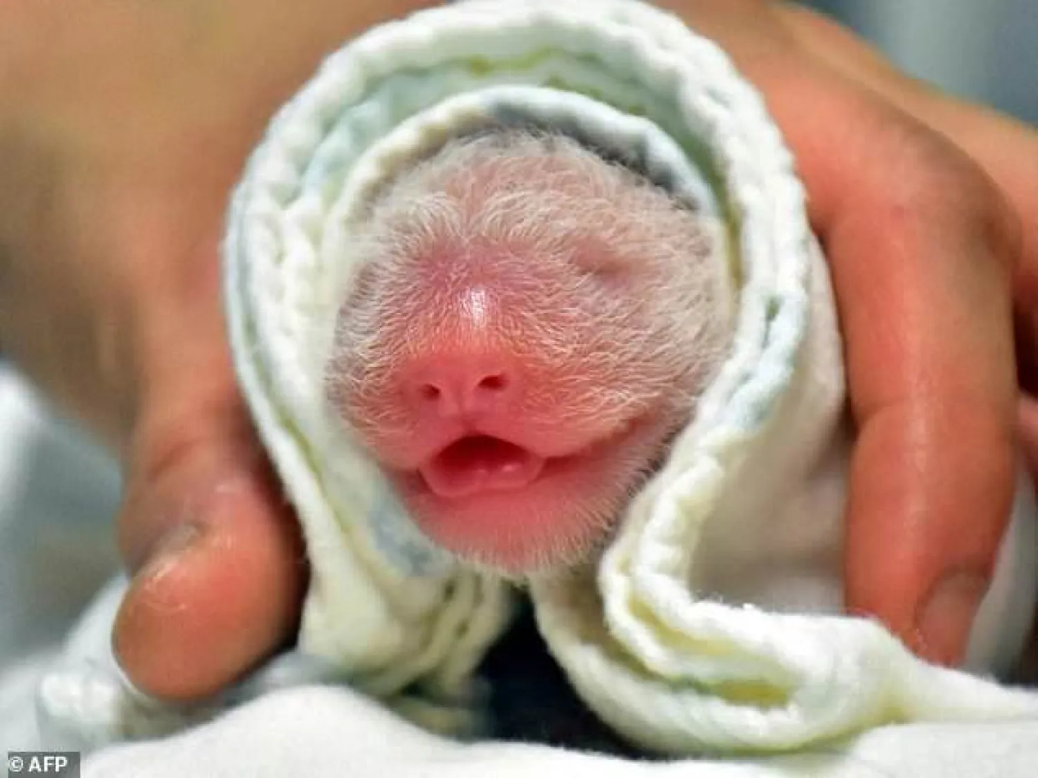 The unnamed cub was born on Sunday, the zoo said | AFP
