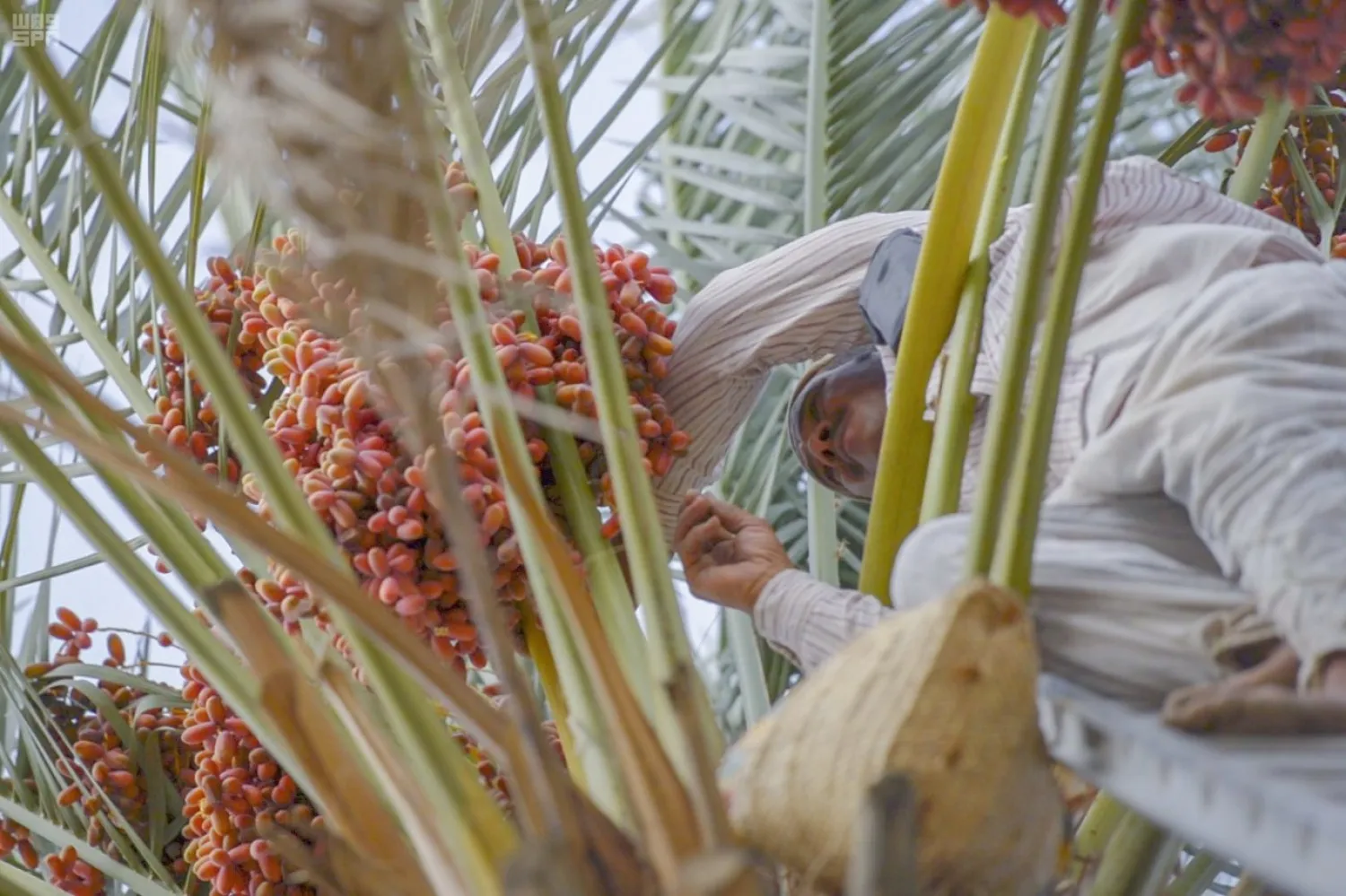 Farmer harvesting dates (SPA)
