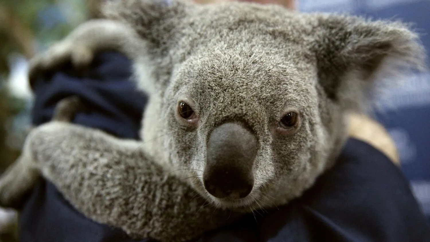 Koalas in the Australian state of New South Wales (NSW) could become extinct by 2050. (Reuters)