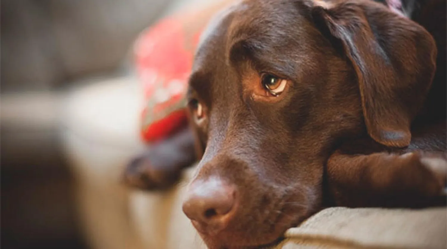 الذكاء الصناعي يعالج الكلاب من حالات الاضطراب النفسي