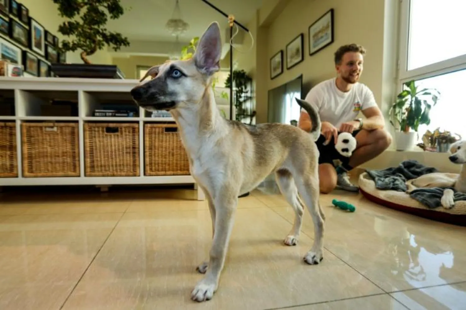 There are no statistics on stray animals in Qatar, but Paws estimates they number in the tens of thousands | AFP