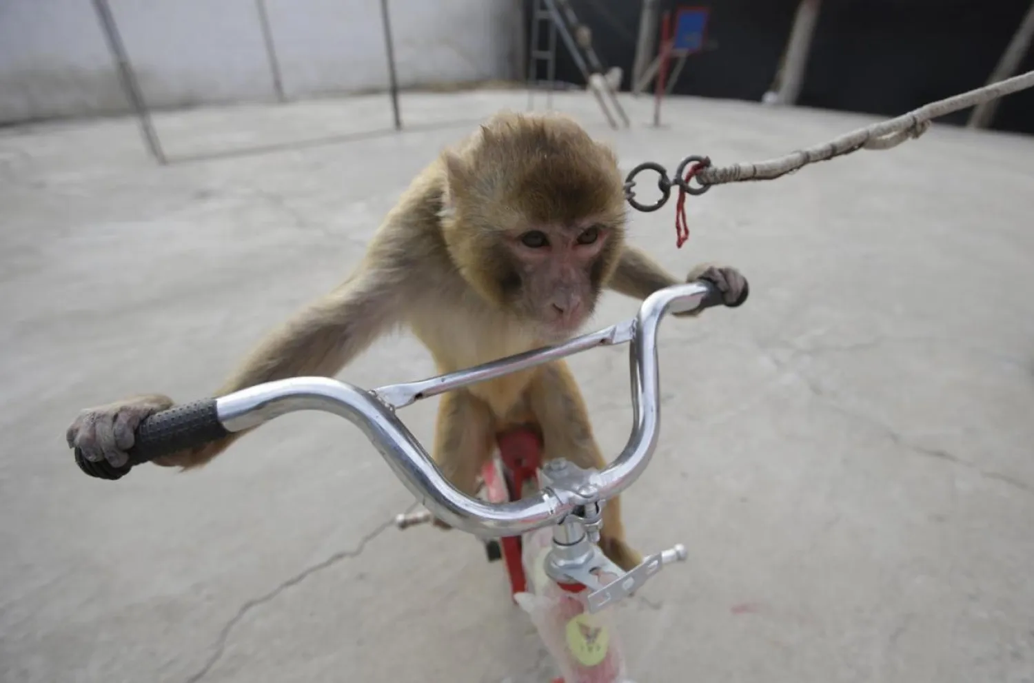 A monkey rides a bicycle during a daily training session at a monkey farm in Baowan village, Xinye county of China’s central Henan province, February 2, 2016. REUTERS/Jason Lee