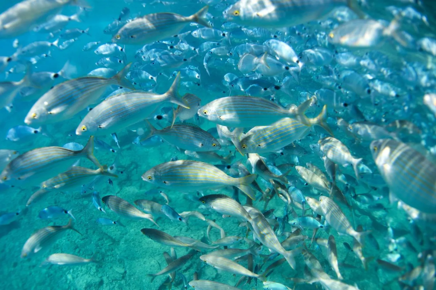  Salema fishes swim in a cove off Portofino, Italy, on Sept. 8,
2015. (Olivier Morin/AFP/Getty Images)