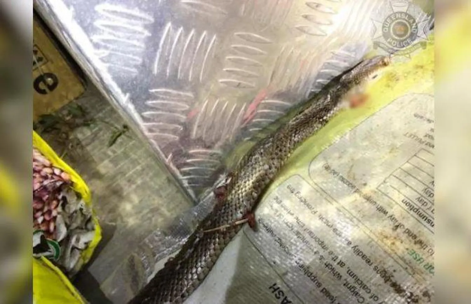 الثعبان البني الشرقي الذي حاربه السائق جيمي وقتله داخل شاحنته في كوينزلاند(سي.ان.ان)