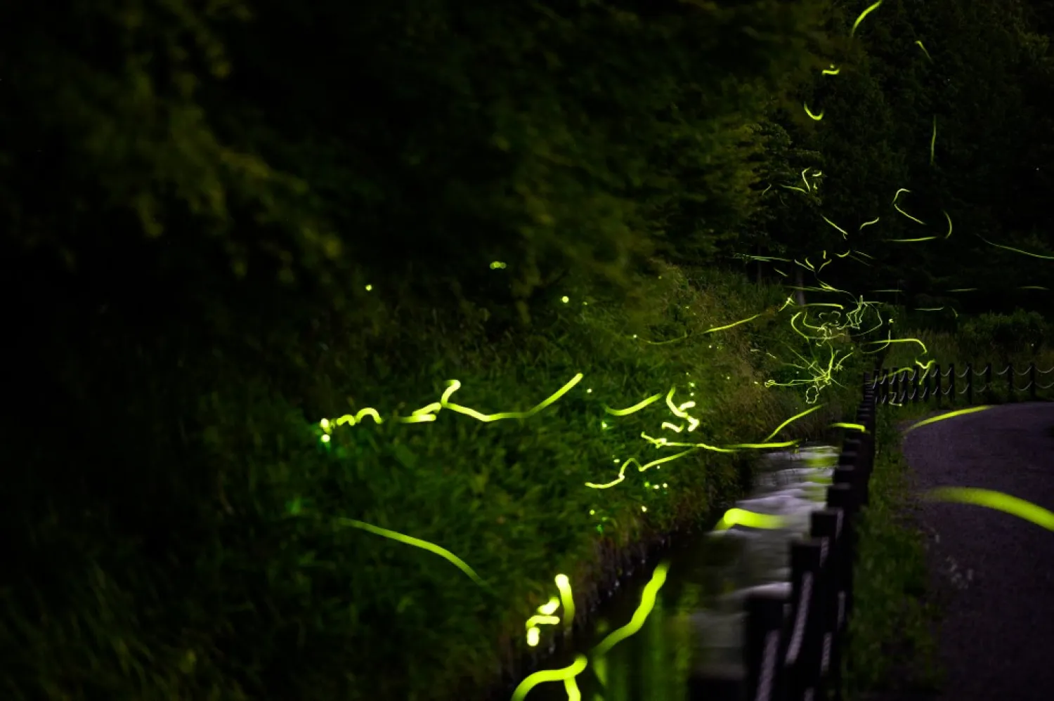 A long exposure captures fireflies at Tatsuno Hotarudoyo Park in Nagano Prefecture, Japan | AFP