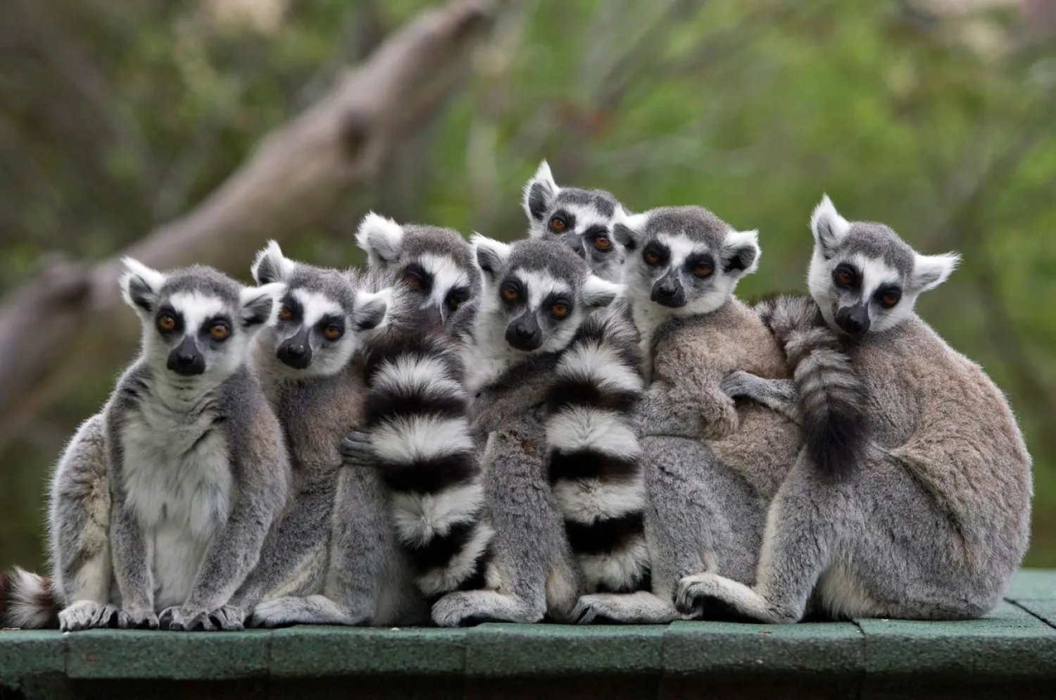 A group of lemurs | REUTERS