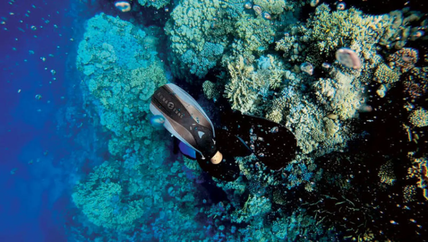 شعاب البحر الأحمر المرجانية تستحوذ على نحو 6.2 % من جميع الشعب المرجانية على مستوى العالم