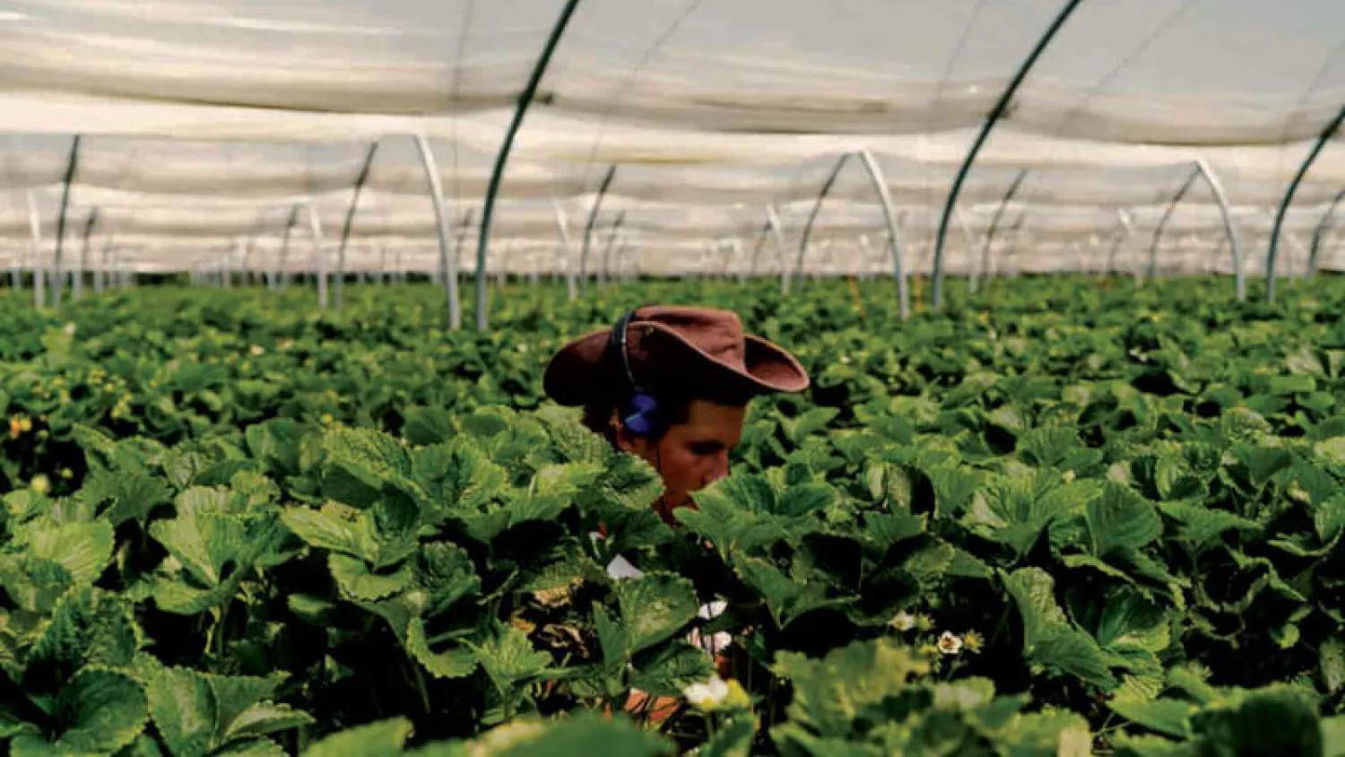 البريطانيون يلجأون إلى المزارع لمواجهة الإغلاق التام