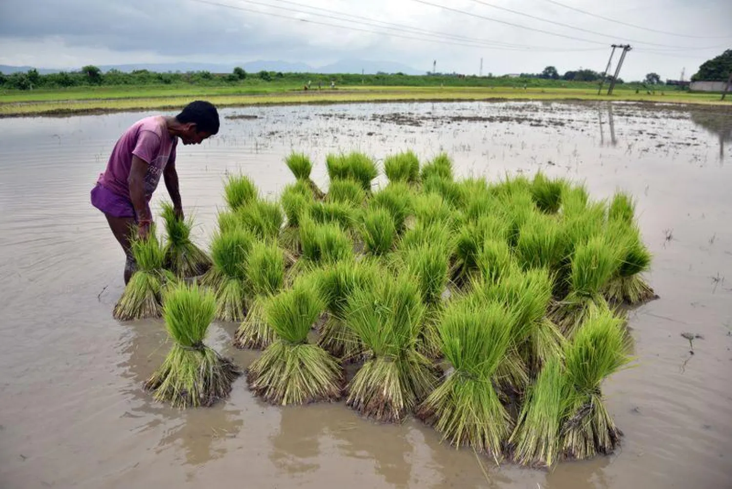 FILE PHOTO: A farmer gathers saplings to be planted at a paddy field in a village in Nagaon district, in the northeastern state of Assam, India, July 3, 2018. Picture taken July 3, 2018. REUTERS/Anuwar Hazarika
