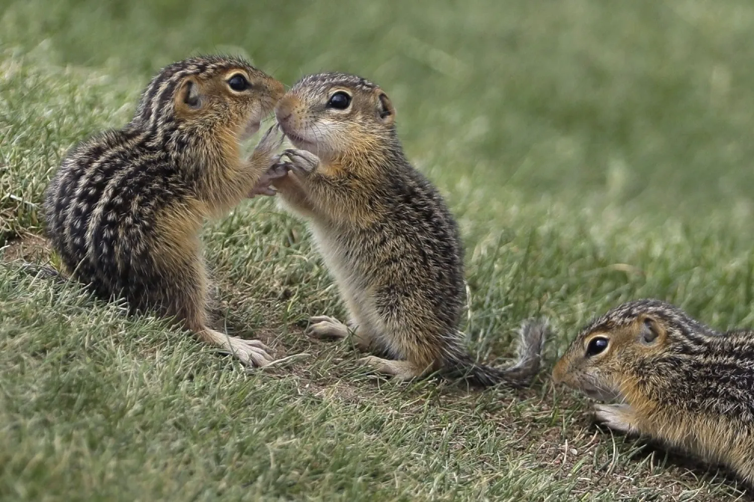 In this June 18, 2017, file photo, Chipmunks congregate near the ninth hole during the fourth round of the US Open golf tournament at Erin Hills in Erin, Wis. (AP)