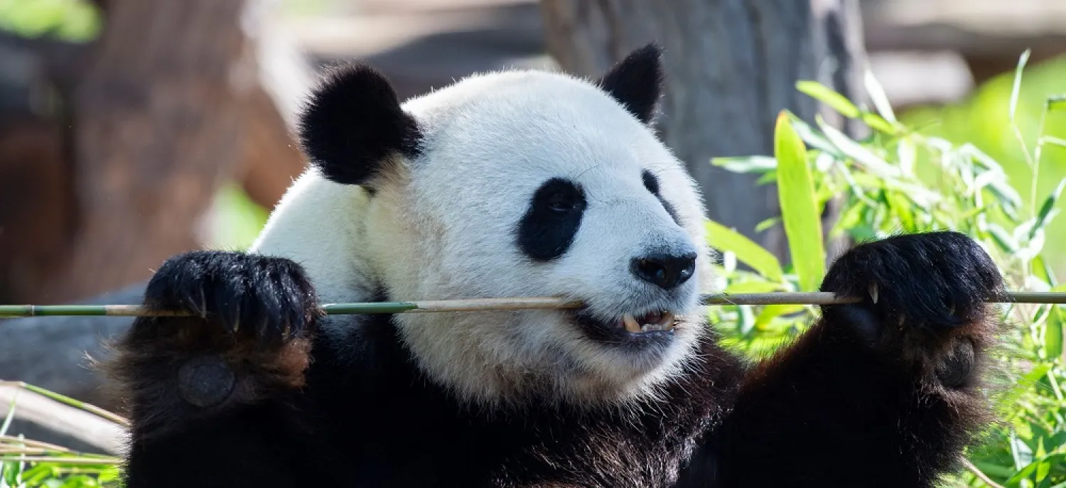 A Chinese giant panda at South Korea’s Everland amusement park has given birth to a cub. (AFP file photo)