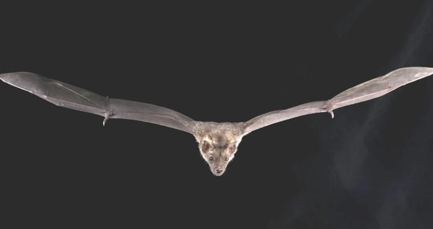 جينات فريدة تمنح الخفاش قوة خارقة