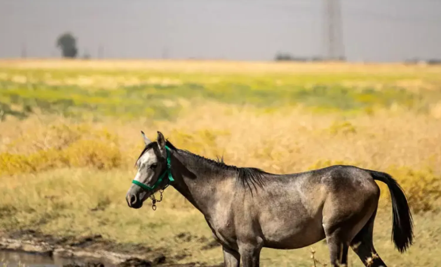 Horses have reportedly died after drinking water polluted by oil in Syria's Hasakeh province. AFP