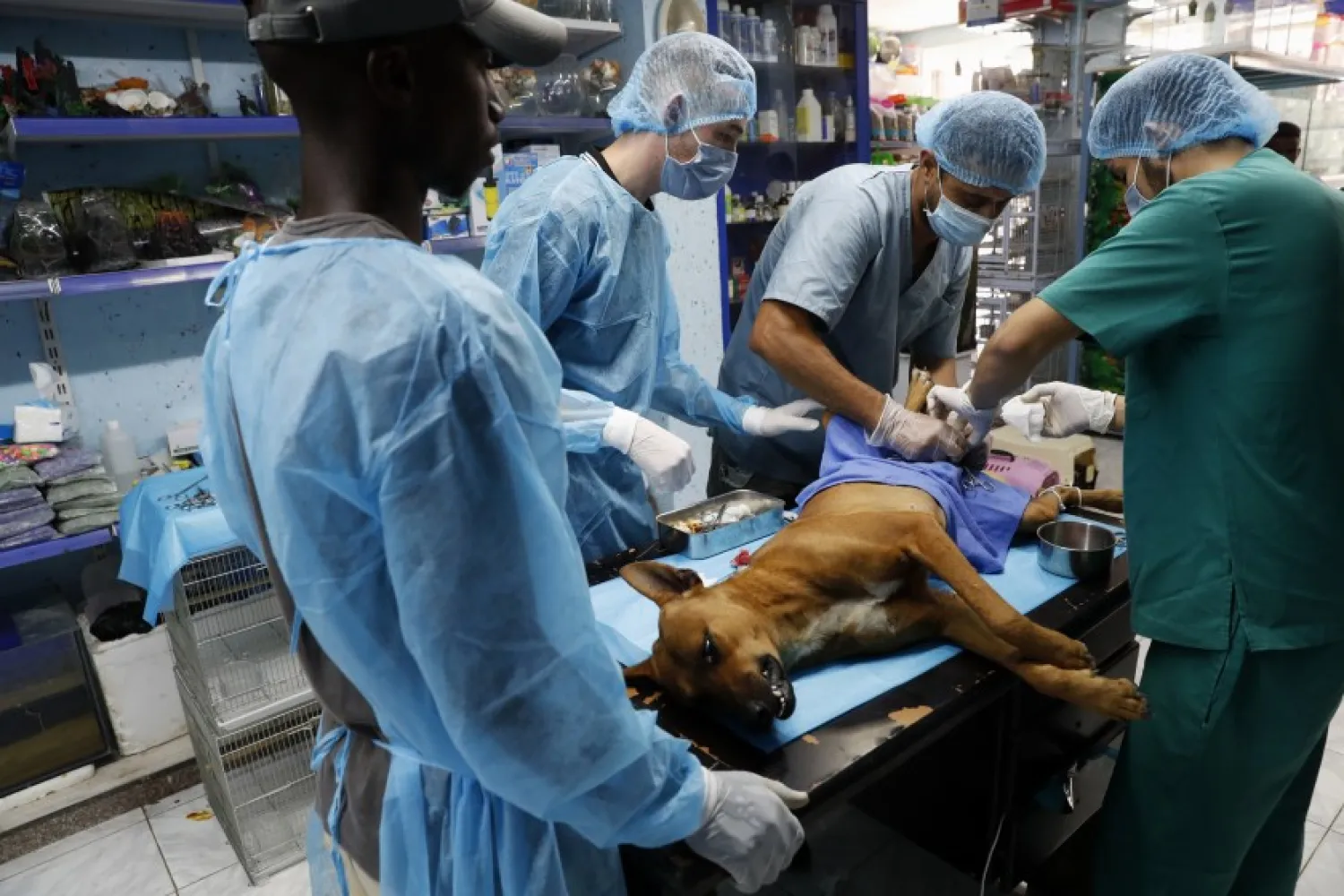 Palestinian veterinarians at a clinic in Gaza City, Monday, July 13, 2020. In the impoverished Gaza Strip, where most people struggle to make ends meet amid a crippling blockade, the suffering of stray dogs and cats often goes unnoticed. (AP Photo/Adel Hana)(ASSOCIATED PRESS)
