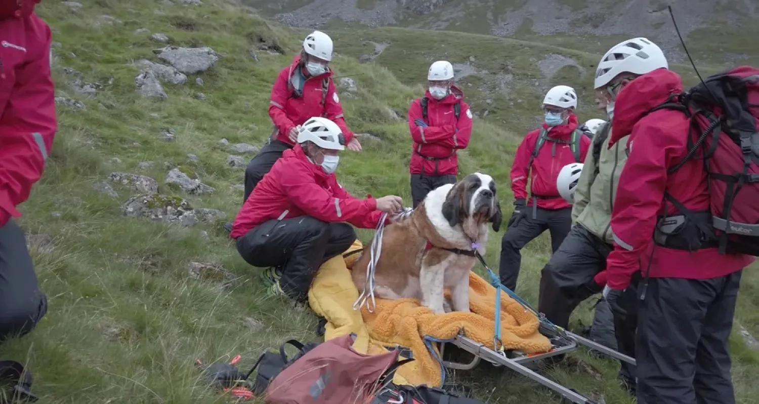 A St. Bernard dog Daisy is being strapped to a stretcher by a rescue team member during a rescue action in Brown Tongue, Scafell Pike, Cumbria, July 27, 2020. (Reuters)