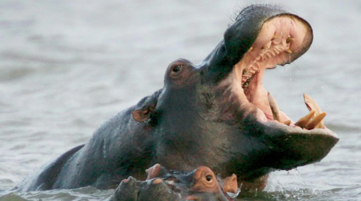 قال وزير مالية جنوب أفريقيا إن تضخم الدين العام «فرس النهر الذي يأكل إرث أولادنا» (رويترز)