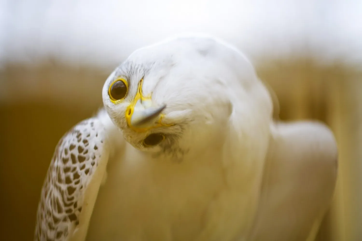 A falcon pictured at the Nebli Falcon Center in Fuentespina, Spain. Photo: AFP
