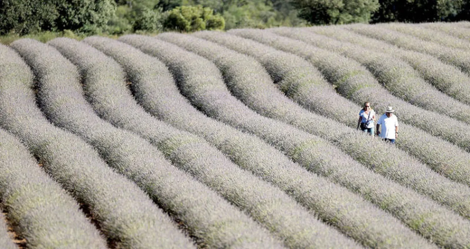 تجذب حقول اللافندر في برويغا (إسبانيا) أعداداً كبيرة من السياح كل عام وتعد من أشهر نقاط الجذب السياحية للمنطقة (إ.ب.أ)