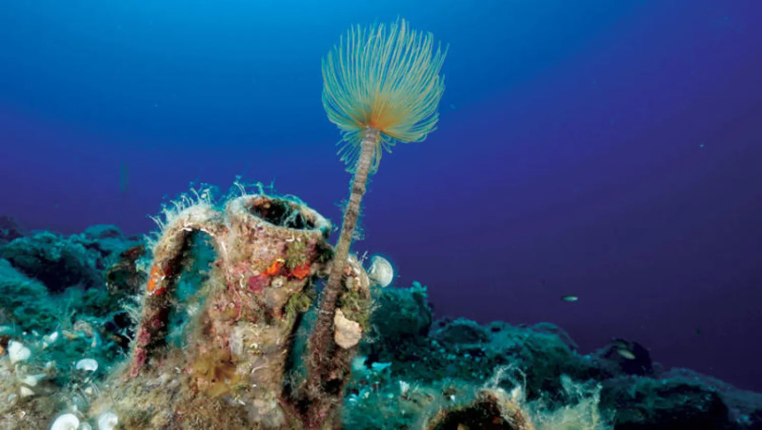 السفينة - المتحف غرقت عام 450 ق. م. في بحر إيجة (رويترز)