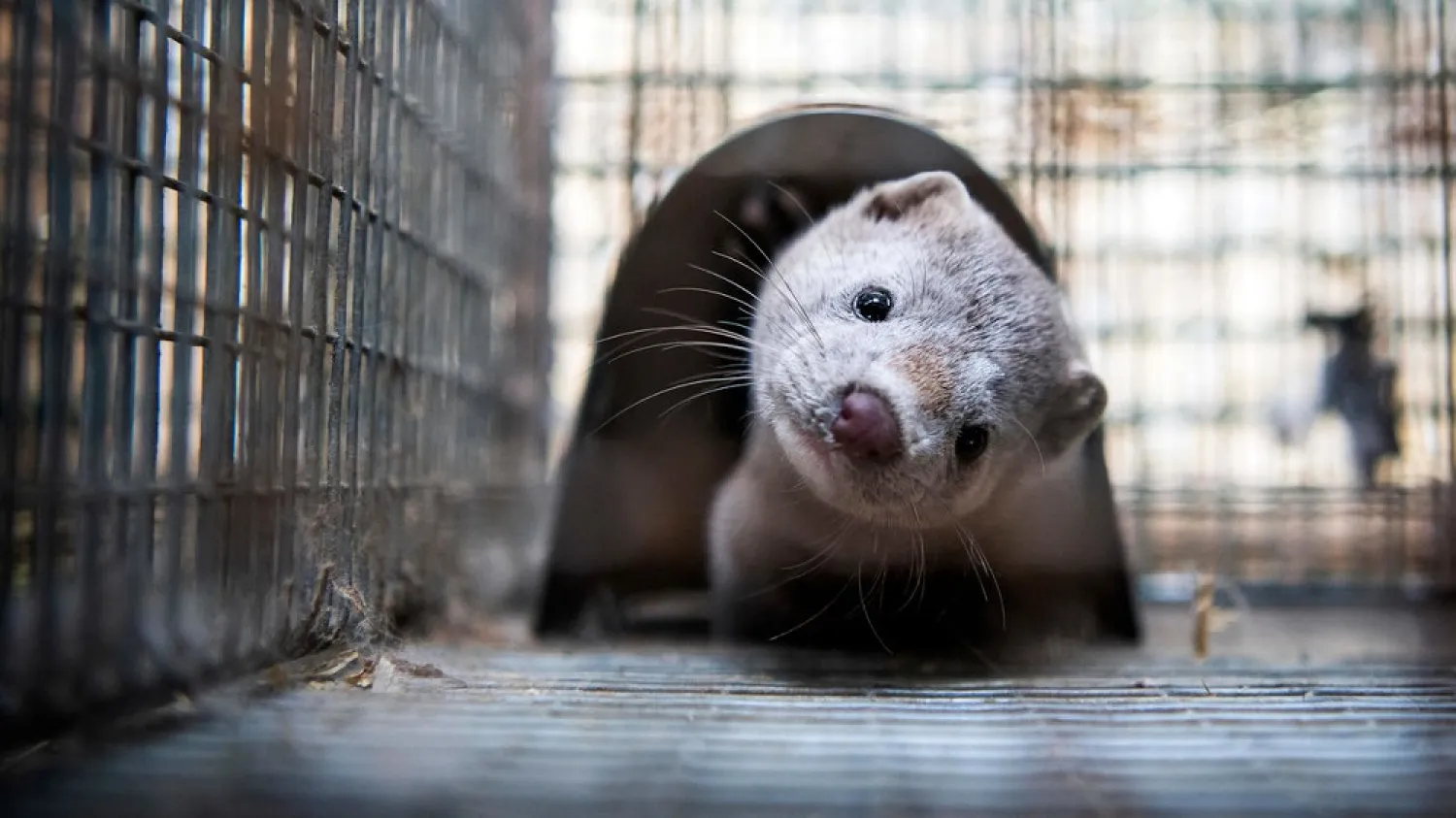 Coronavirus outbreaks at mink farms in Spain and the Netherlands have scientists digging into how the animals got infected 