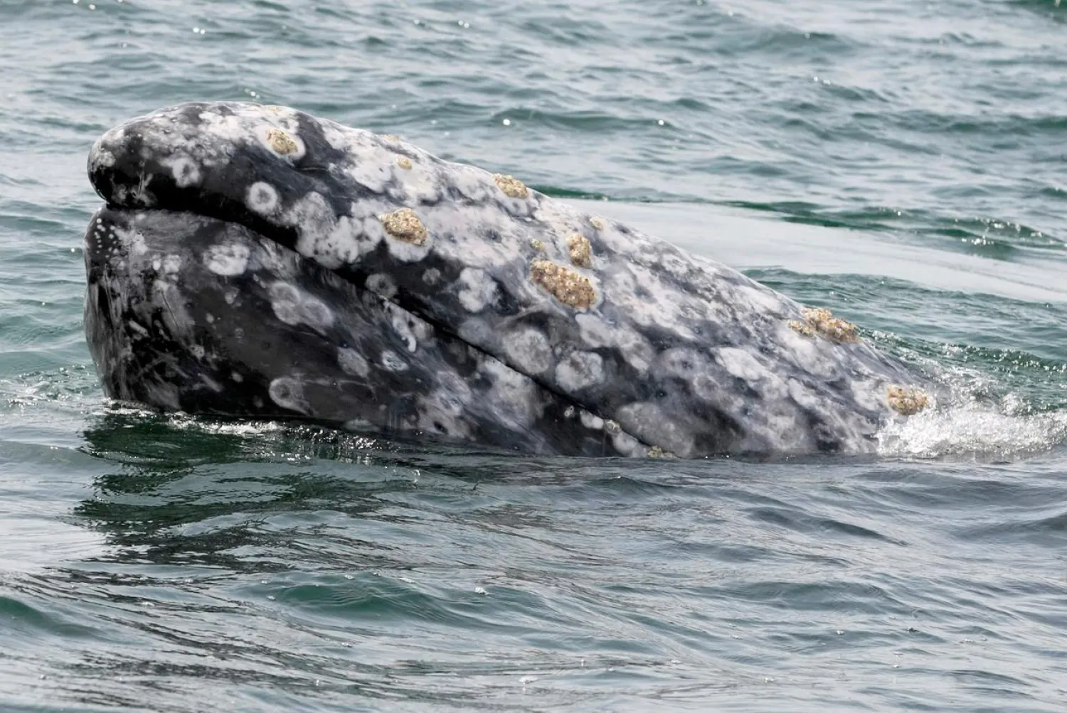 FILE PHOTO: A gray whale surfaces during a whale tour in the Laguna Ojo De Liebre on Mexico's Baja California peninsula March 5, 2009. REUTERS/Henry Romero/File Photo