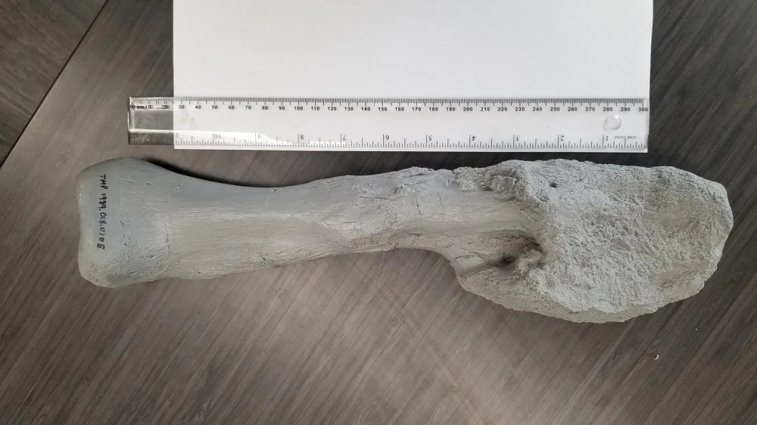 A cast of the fibula from Centrosaurus apertus is seen disfigured by aggressive malignant bone cancer - an osteosarcoma Ð in this image released on August 3, 2020. (Reuters)
