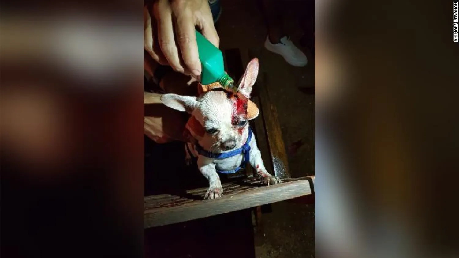 متطوع يداوي كلباً جُرح في انفجار بيروت (سي إن إن)