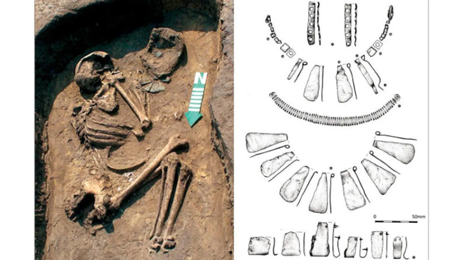 أثر نظائر الكربون في العظام دليل على التفاوت الطبقي