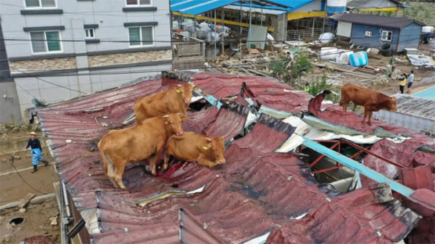 أبقار عالقة على أسطح المنازل بسبب الفيضانات في كوريا الجنوبية