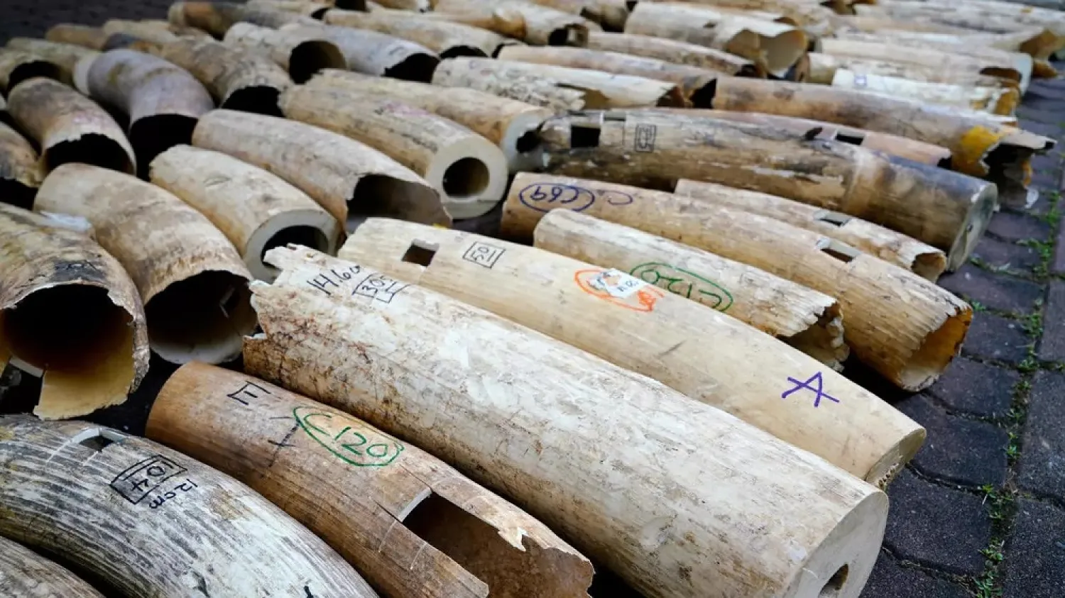 Singapore began destroying nine tons of seized ivory. (AFP)