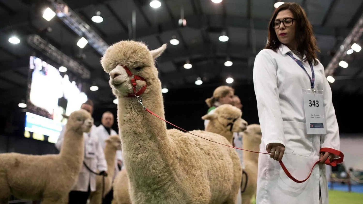  Huacaya alpacas competing during the British Alpaca Society
National Show in Telford, Shropshire.  OLI SCARFF/AFP/GETTY.