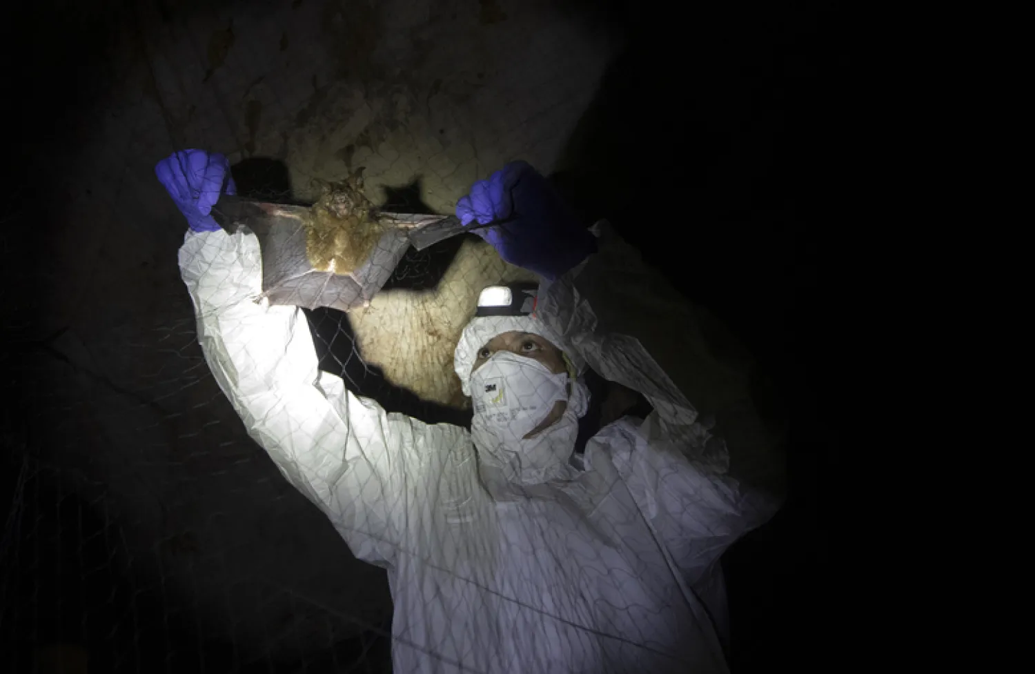 Researcher removing bat from a trapping net in cave inside Sai Yok National Park in Kanchanaburi province, west of Bangkok, Thailand, Saturday, Aug. 1, 2020. Researchers in Thailand have been trekking through the countryside to catch bats in their caves in an effort to trace the murky origins of the coronavirus. (AP Photo/Sakchai Lalit)