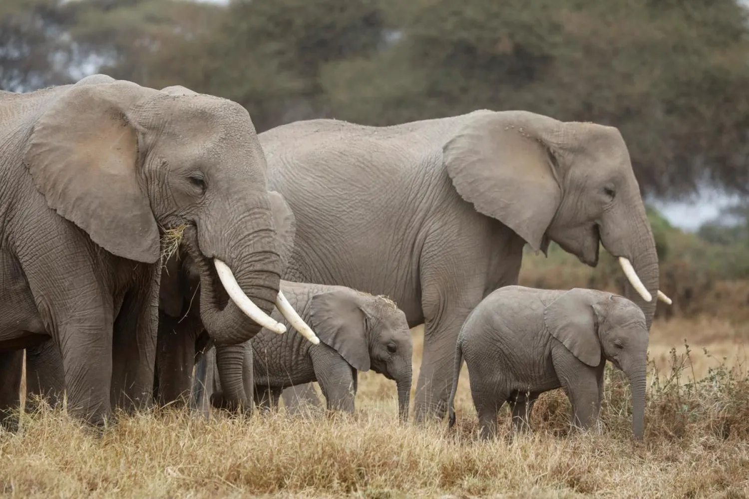 Elephants seen in Kenya. Reuters file photo