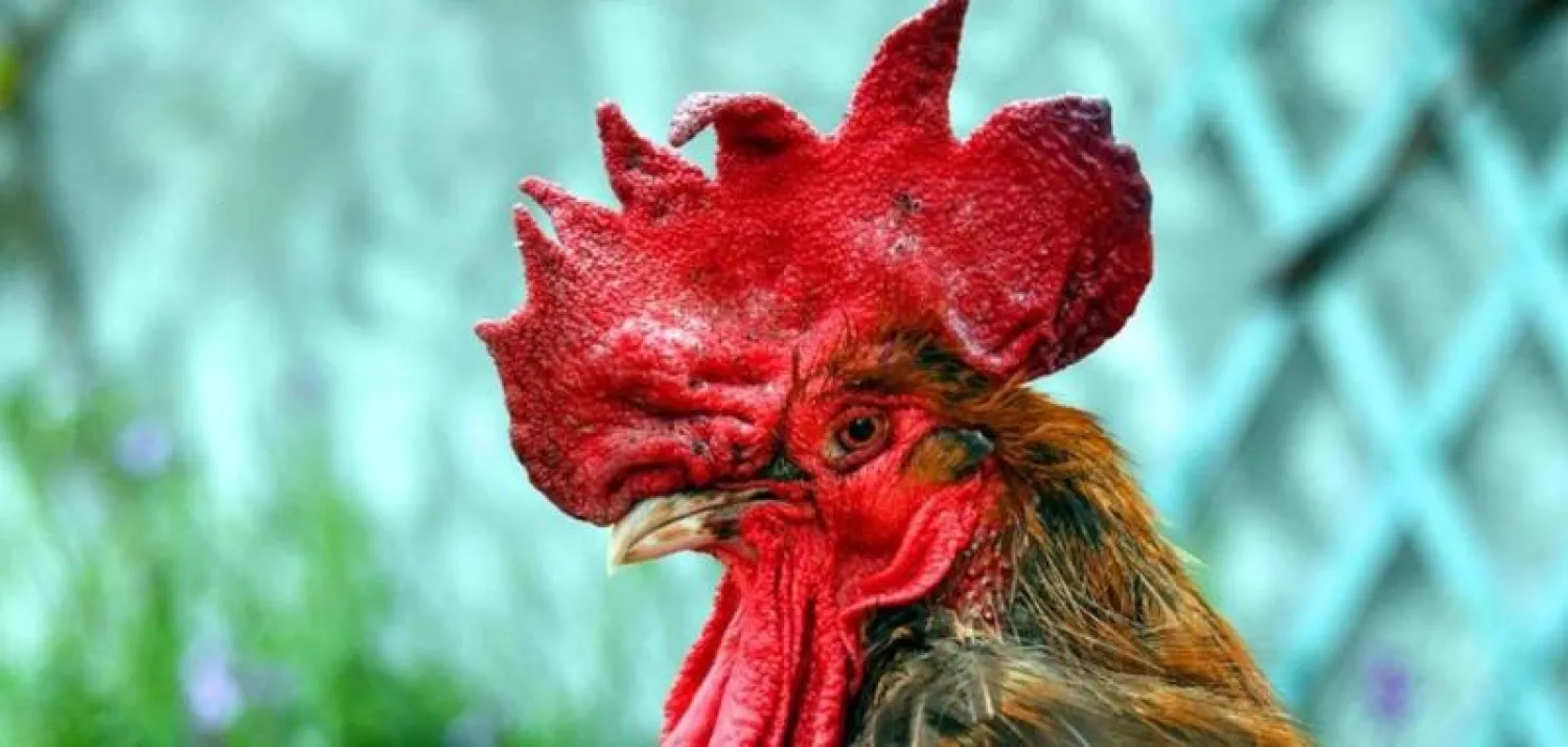 وثيقة وقعها 74 ألف فرنسي تطالب بالعدالة للديك مارسيل