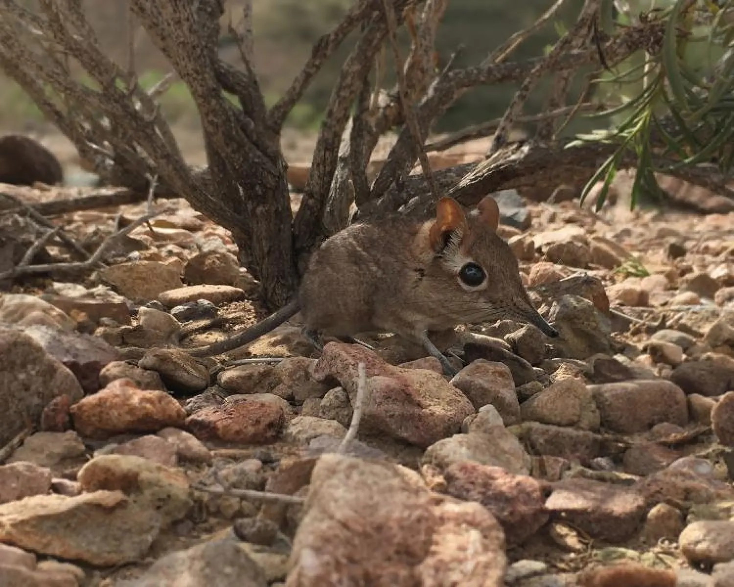 حيوان ثديي صغير يُدعى زبابة الفيل الصومالية رُصد في جيبوتي (أ.ف.ب)