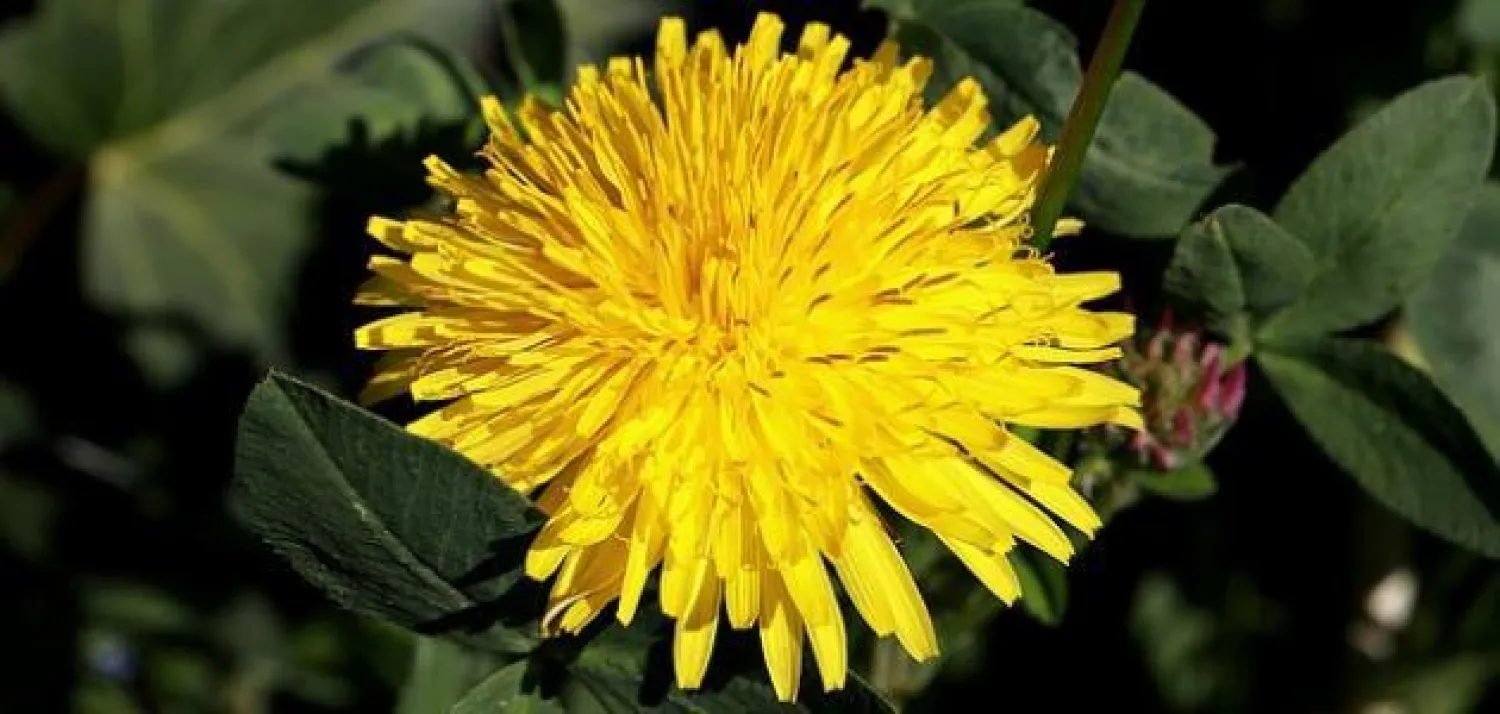 مجموعة كبيرة من الأمراض تعالجها الهندباء... تعرف عليها