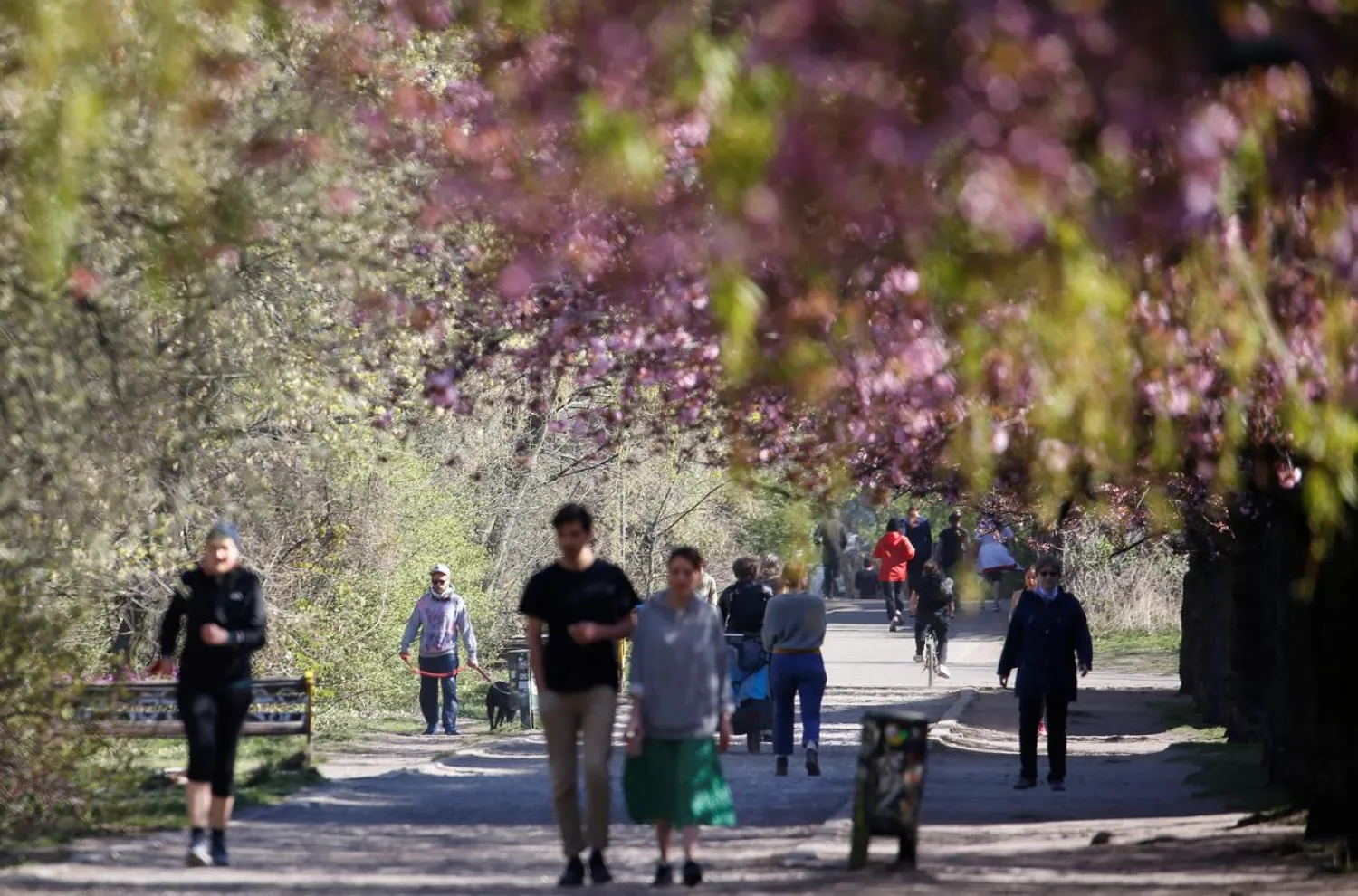 People walk under blooming cherry blossoms in a park in the Berlin district of Treptow during the coronavirus outbreak, Germany April 12, 2020. (Reuters)