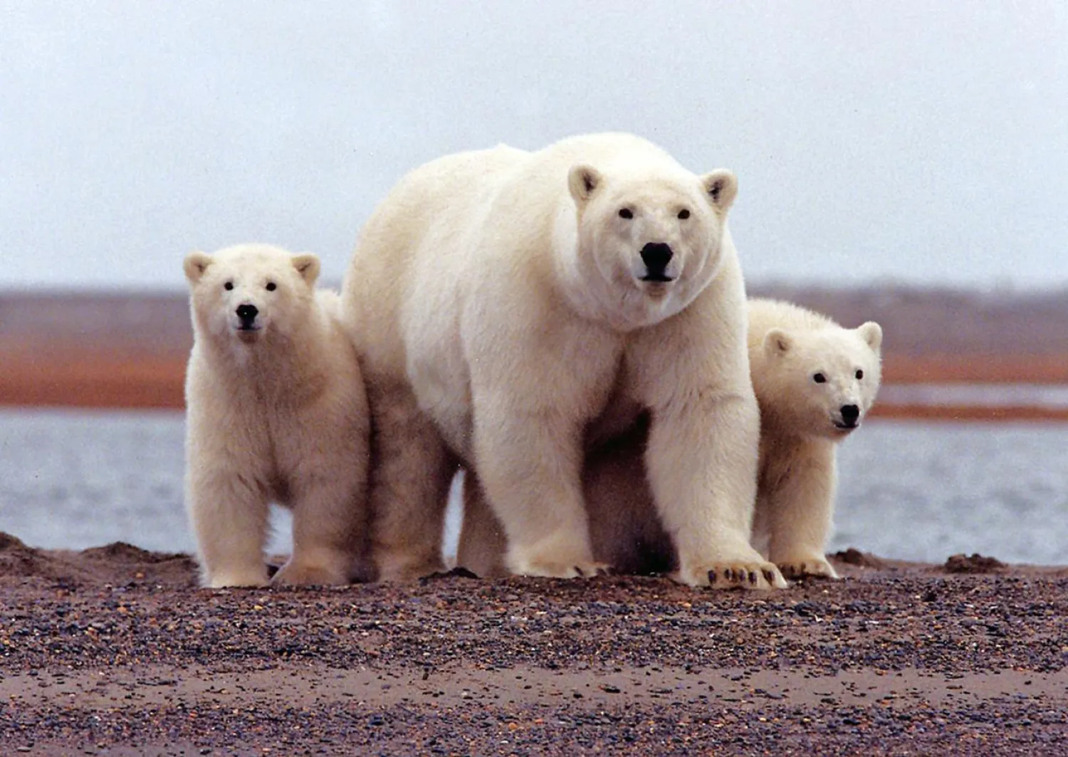 FILE PHOTO: A polar bear keeps close to her young in Arctic National Wildlife Refuge, Alaska, in a March 6, 2007 handout photo. Susanne Miller/US Fish and Wildlife Service/Handout via REUTERS/File Photo