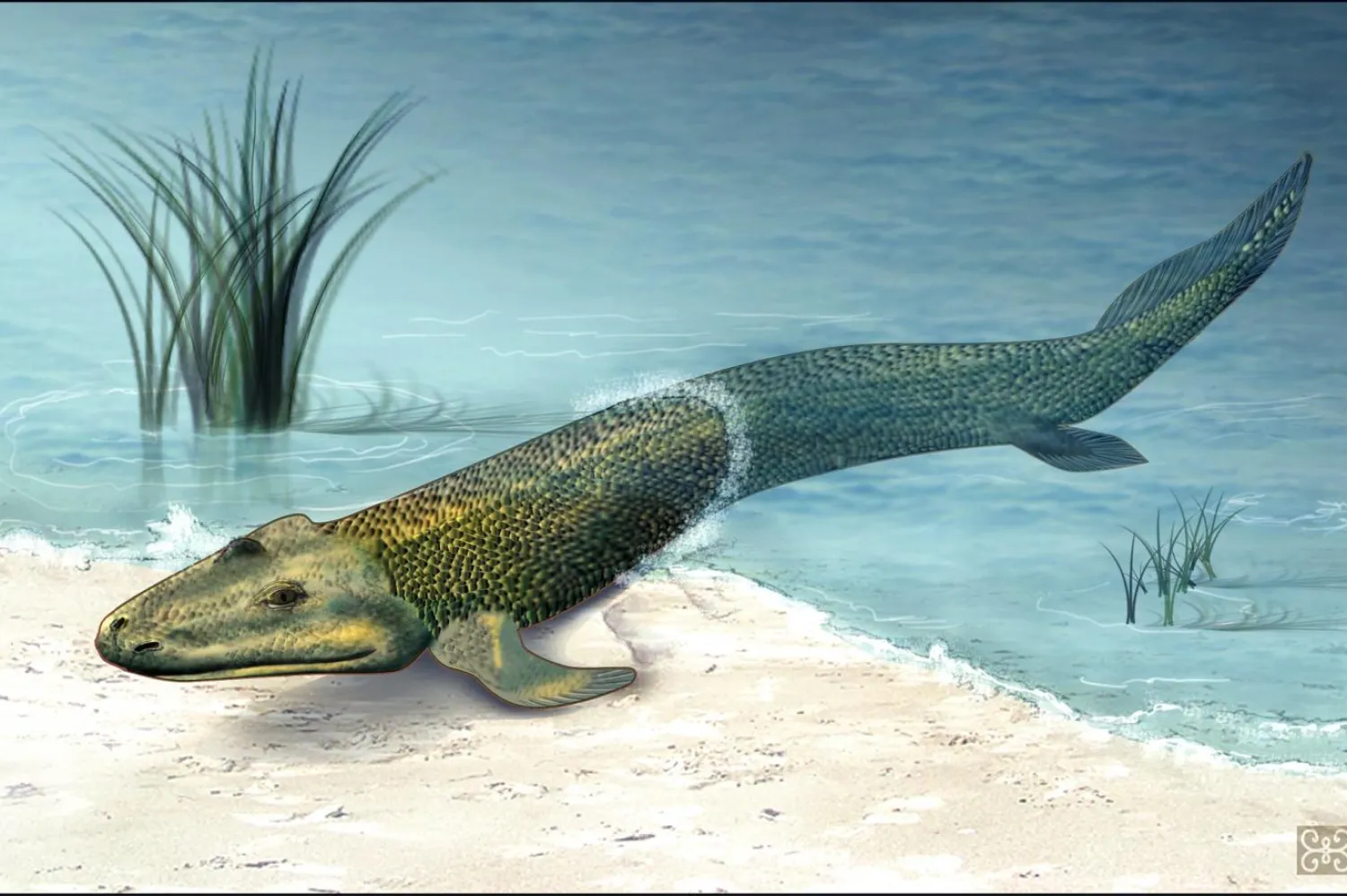 Devoniyen dönemde yaşadığı bilinen en eski 4 ayaklı canlı, Tiktaalik rosae'ydi (Zina Deretsky, ABD Ulusal Bilim Vakfı)

