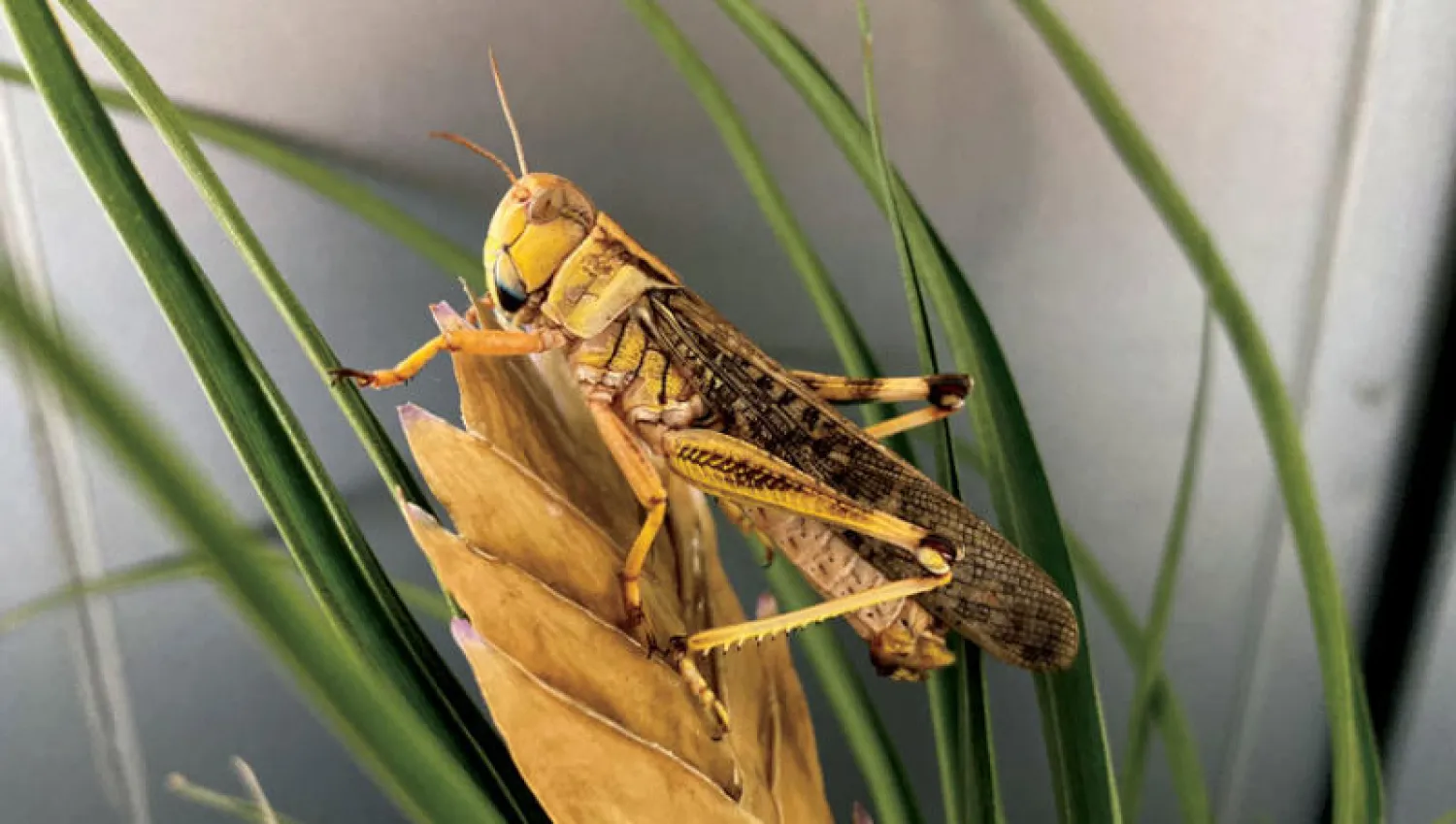 نوع من الجراد المهاجر الذي يغزو جنوب الصين (رويترز)