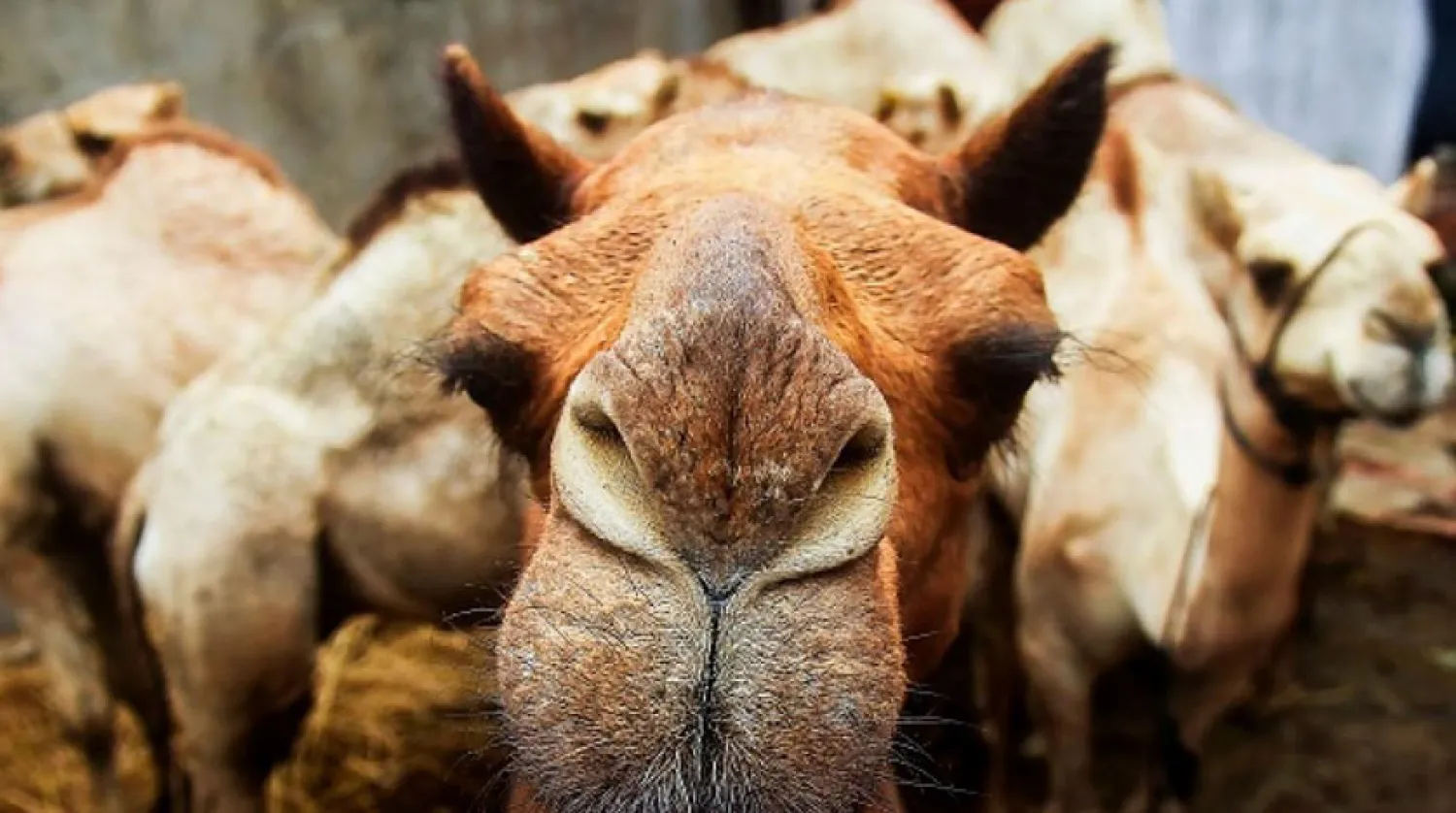 Develer, Suudi Arabistan ve Körfez ülkelerinin en gözde hayvanı olarak biliniyor (Getty)