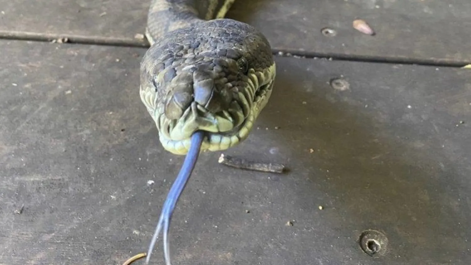 In this photo provided by Steven Brown, a snake slithers out the door of a home at Laceys Creek, Australia, Monday, Aug. 31, 2020. (AP)