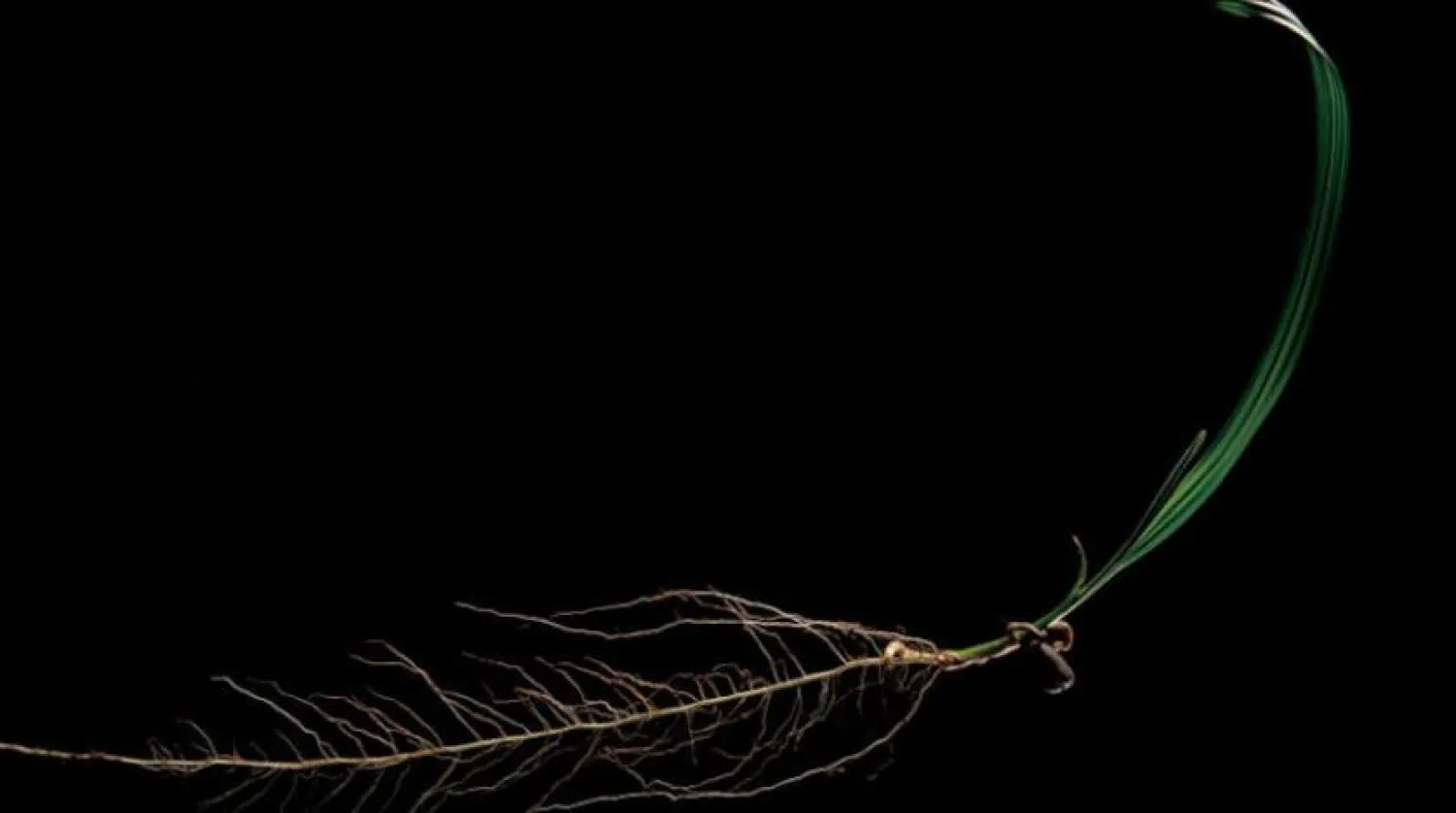 Dünyayı yok etmeden nasıl beslenebiliriz?