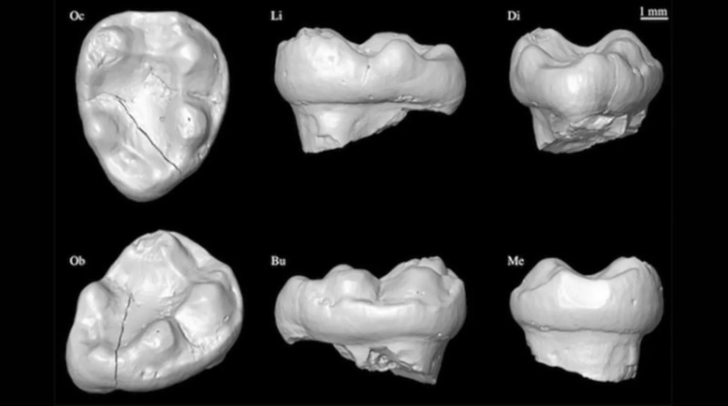 صورة ثلاثية الأبعاد لحفرية ضرس القرد